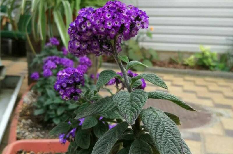 Частный сектор на Самбурова