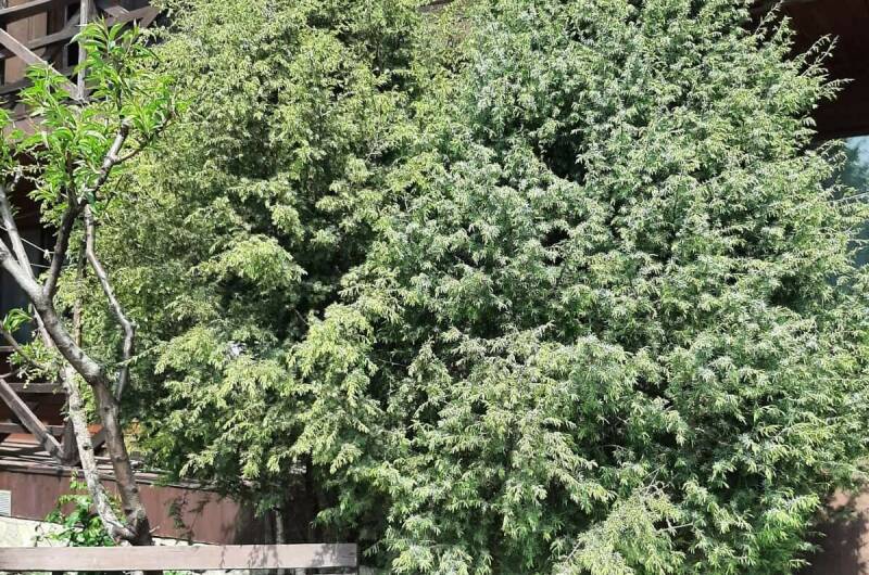 Эко-отель «Можжевеловый дворик»