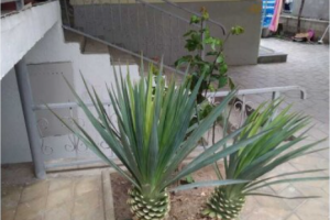 Изображение Гостевой дом «Елена» #3