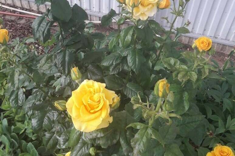 Гостевой дом «Деревянные домики»