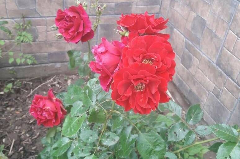 Гостевой дом «Деревянные домики»