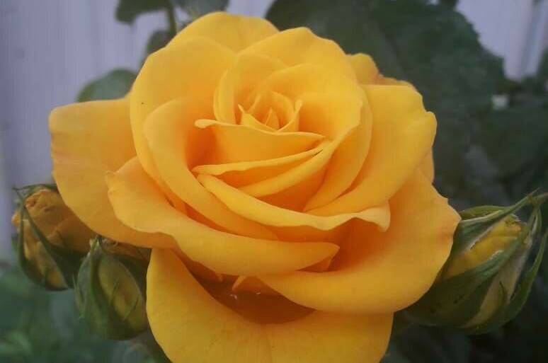 Гостевой дом «Деревянные домики»