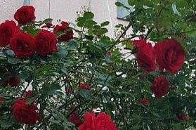 Частный сектор «Черноморский»