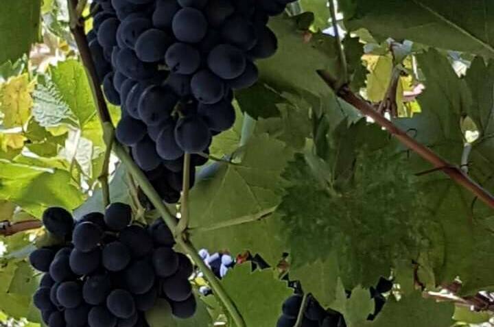 Частный сектор «Черноморский»