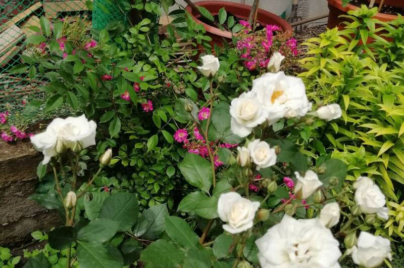 Гостевой дом «Ариэль»