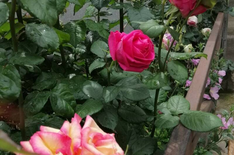 Гостевой дом «Ариэль»