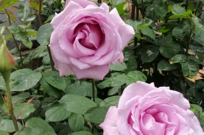 Гостевой дом «Ариэль»