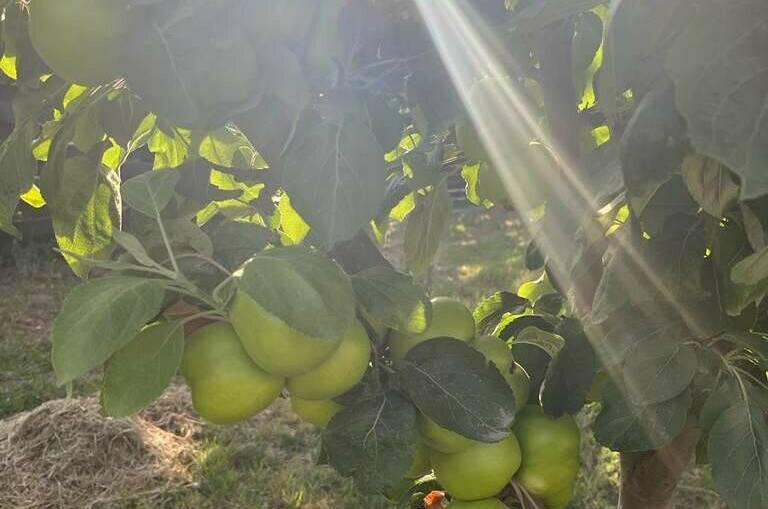 Гостевой дом «Yanina House»