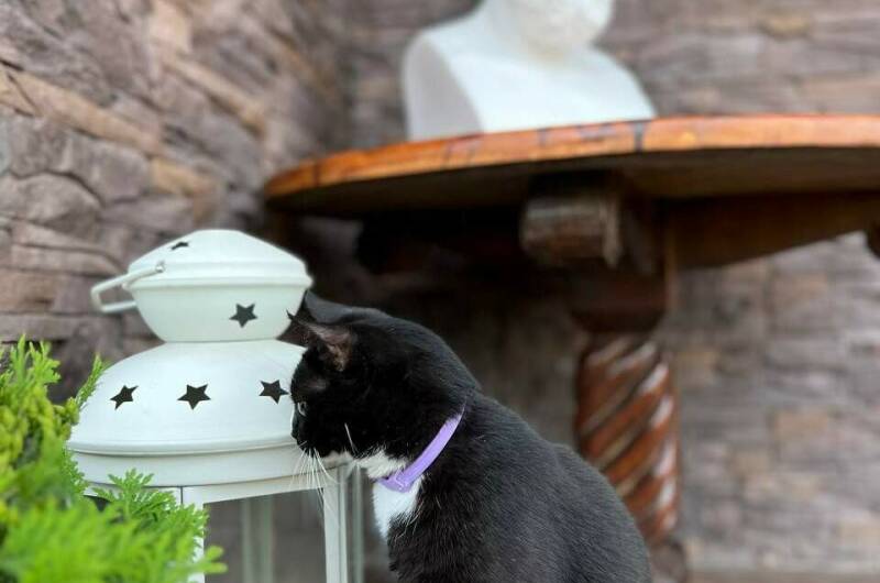 Гостевой дом «SOK»