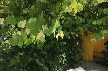 Гостевой дом «Альпийский двор»