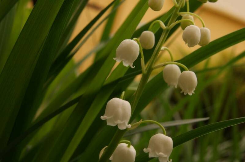 Гостевой дом «Ландыш»