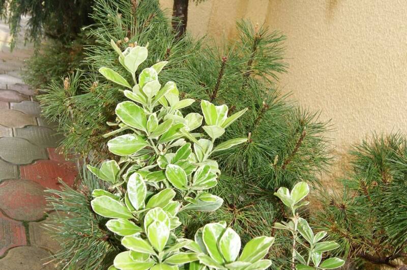 Гостевой дом «Ландыш»