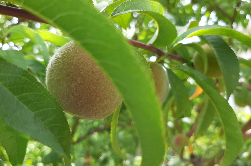 Частный сектор «Янис»