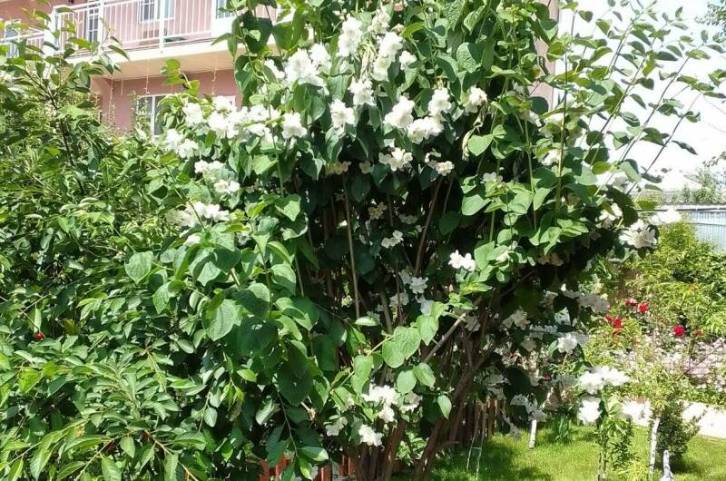 Частный сектор «Янис»