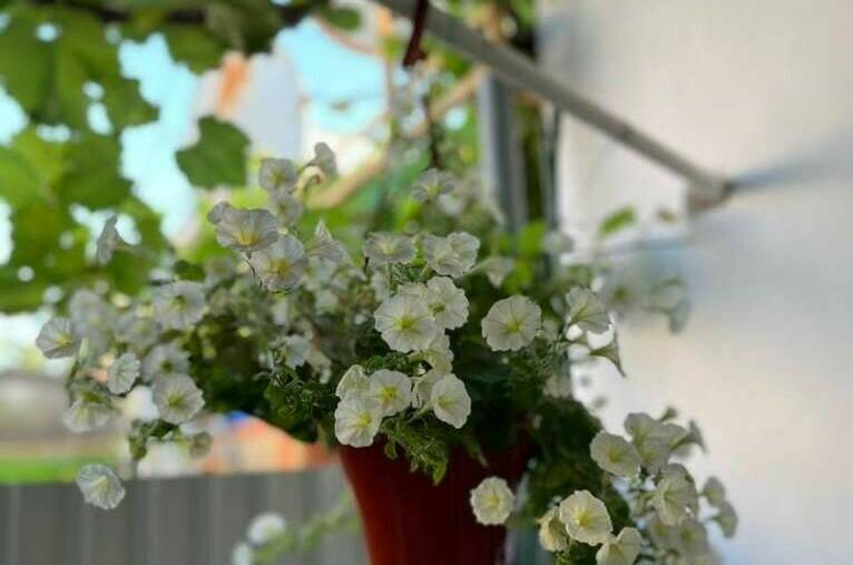 Гостевой дом «Южная 8»