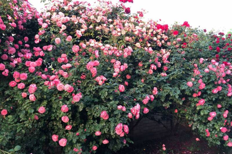 Гостевой дом «Барон-Диана»