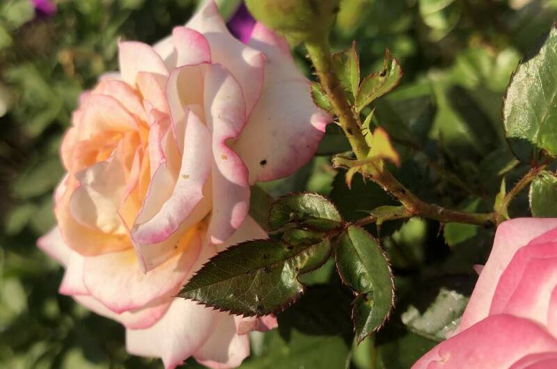 Гостевой дом «Сибирячка»