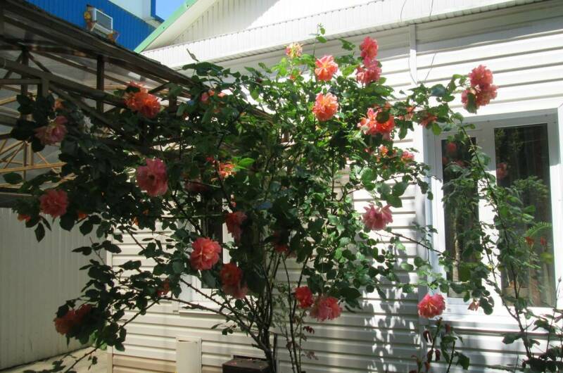 Частный дом «Зеленый дворик»