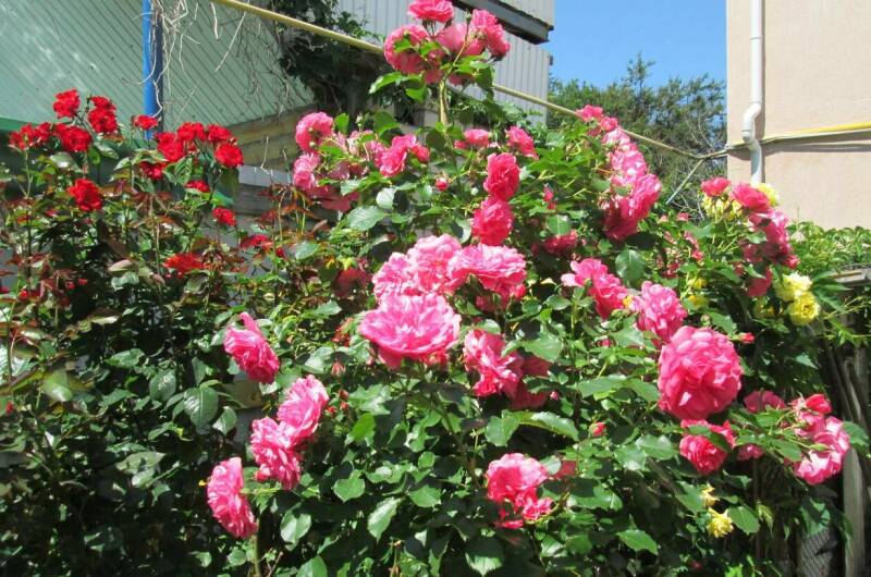 Частный дом «Зеленый дворик»