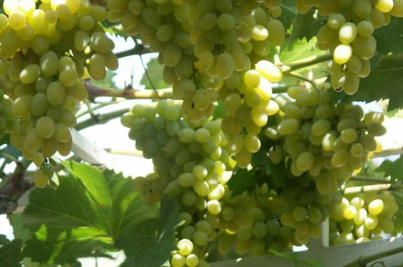 Дом для семейного отдыха