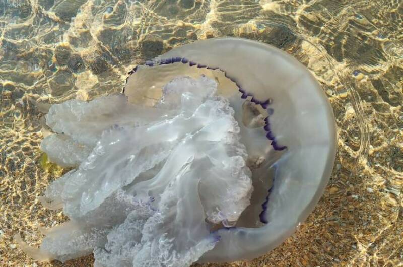 Гостевой дом «Венера Верона»