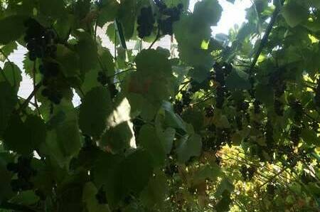 Частный сектор на Самбурова 100