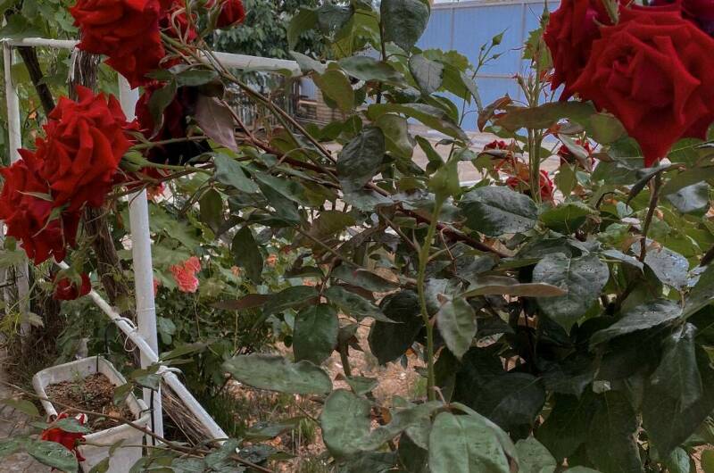 «Усадьба Елизаветы»