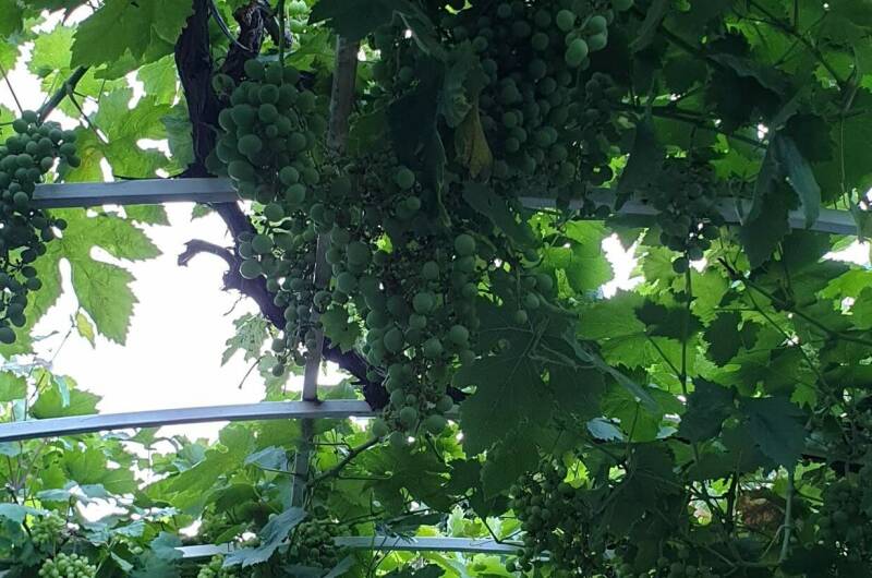 Усадьба на Горького