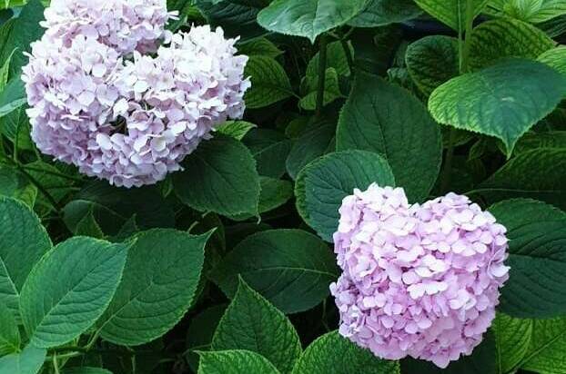 Усадьба на Горького