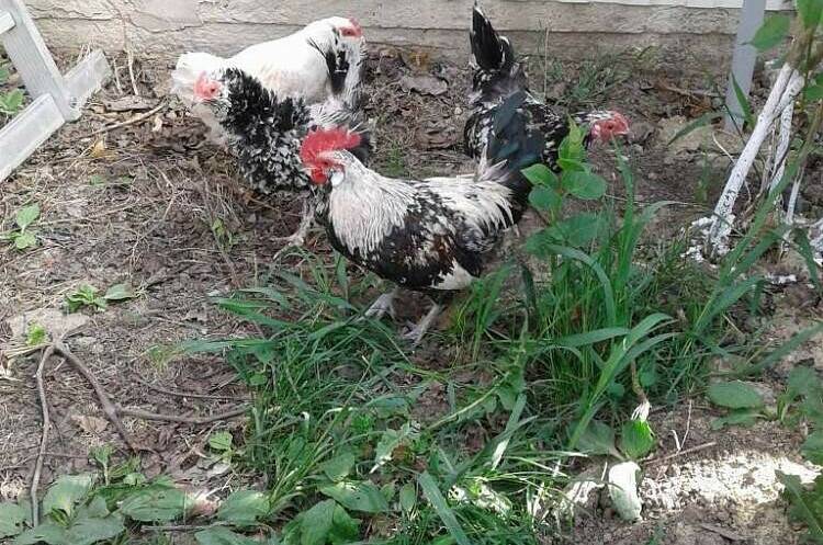 Частное домовладение «Аквамарин»