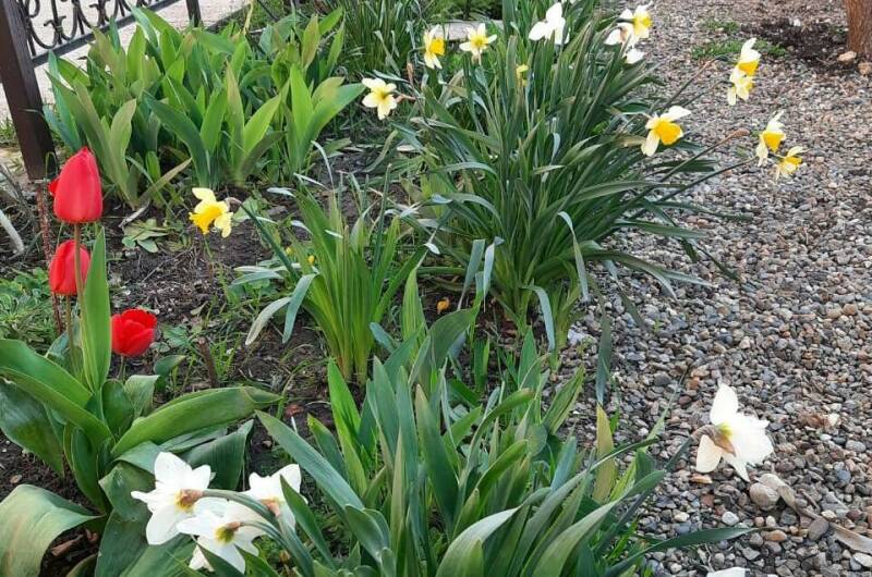 Гостевой дом «Южный кипарис»