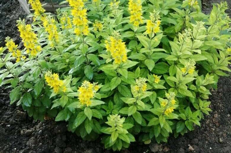 Гостевой дом «У Татьяны»