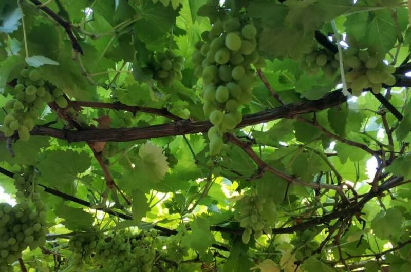 Гостевой дом «Светлана»