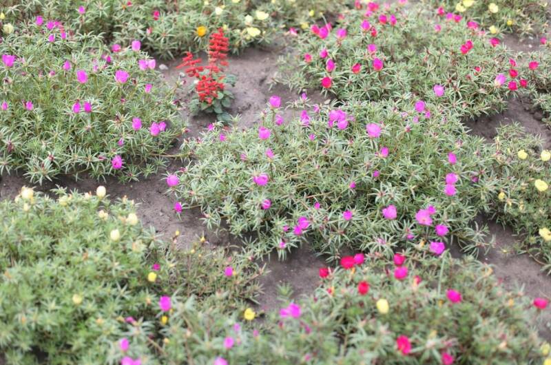 Гостевой дом «Стрекоза»