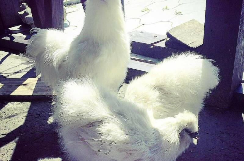 Парк-отель «Вилла Роз»