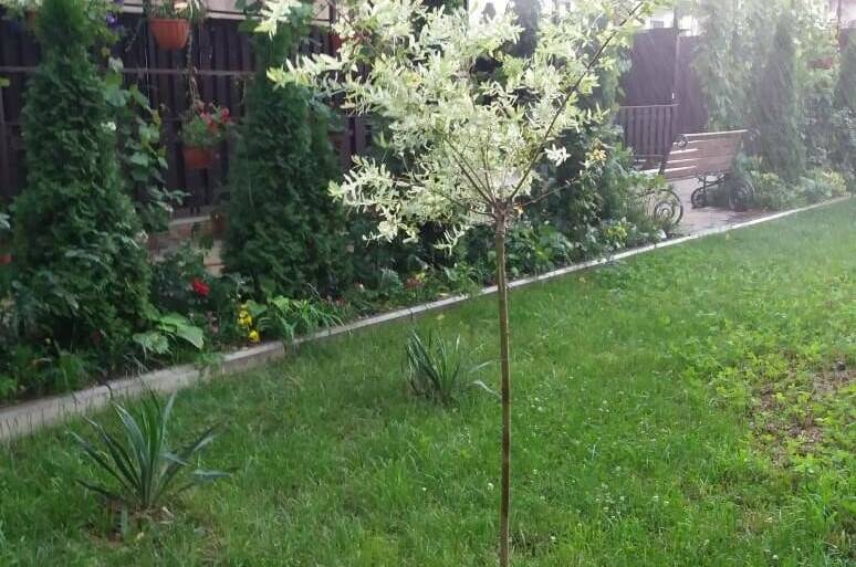 Гостевой дом «Аркада»