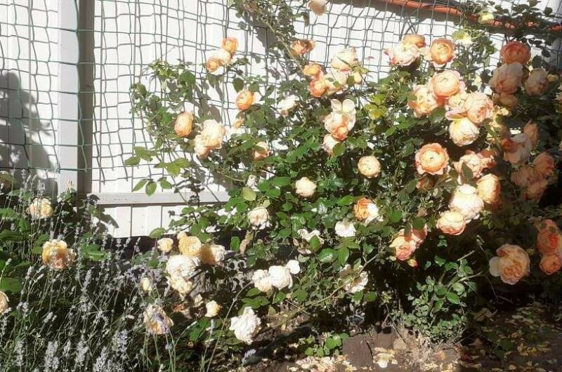 Гостевой дом «Светлана»