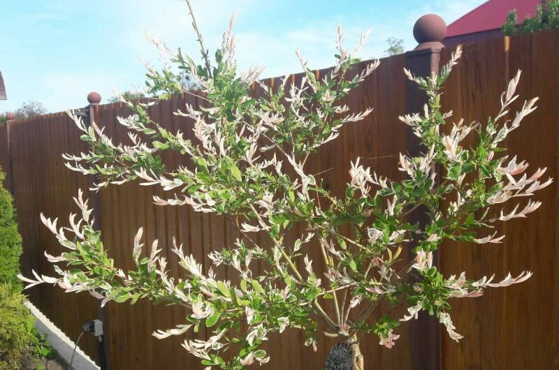 1-но комнатные апартаменты на переулке Светлый