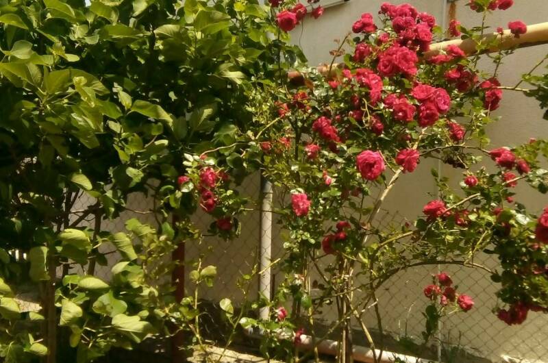 Гостевой дом «София»