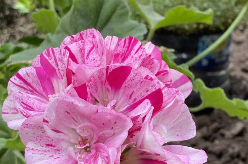 Гостевой Дом «Евгения»