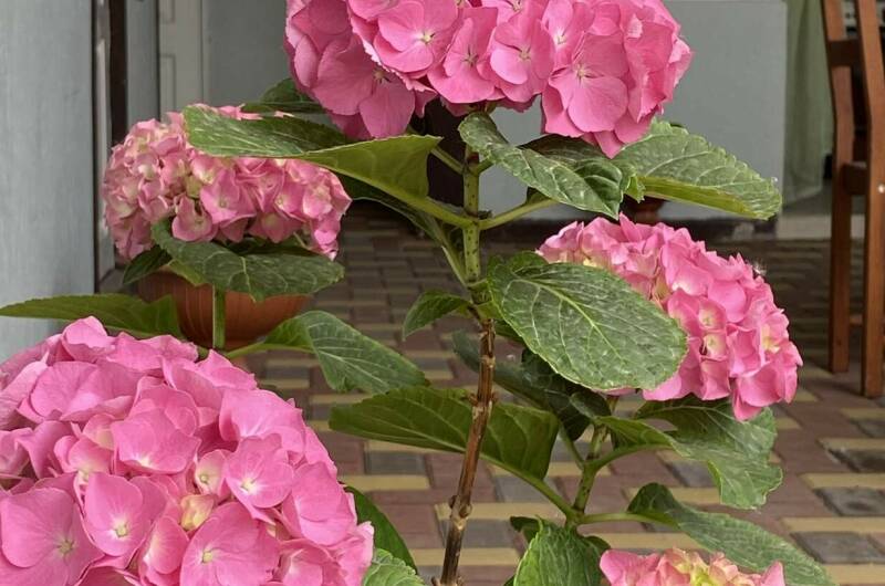 Гостевой Дом «Евгения»