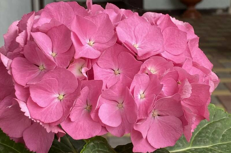 Гостевой Дом «Евгения»