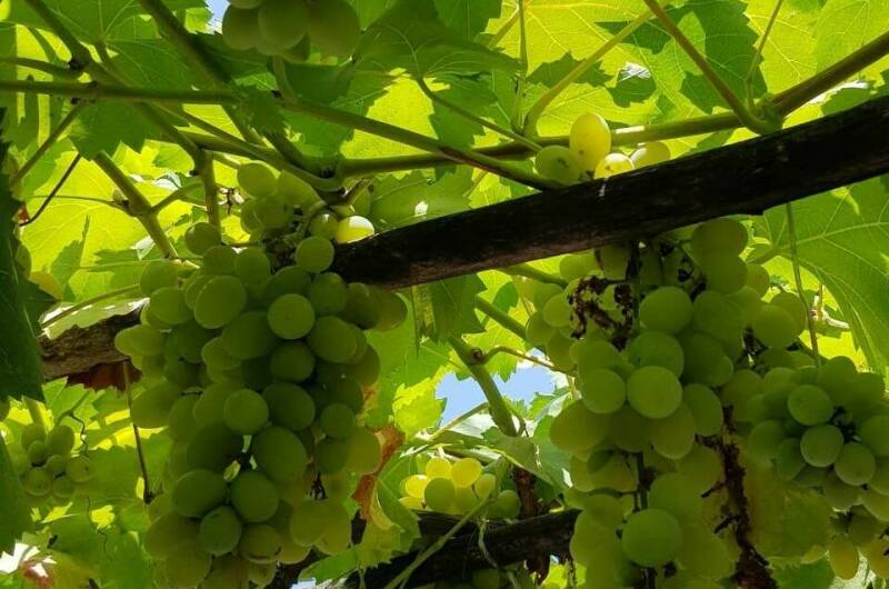 Частный сектор «Артемис»