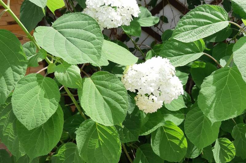 Гостевой дом «Стефания»