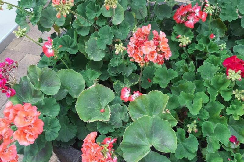 Гостевой дом «Стефания»