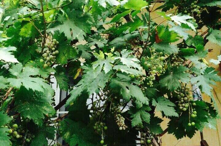 Гостевой дом «Сергей &amp; Ирина»