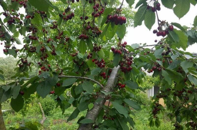 Гостевой дом «Цветущий сад»
