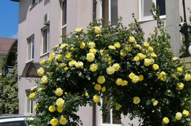 Гостевой дом «Розовый фламинго»