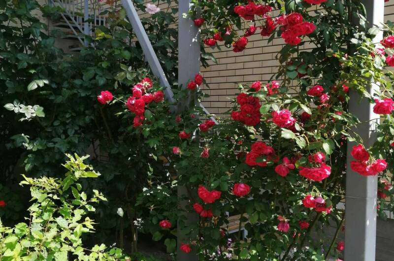 Частный сектор на Толстого