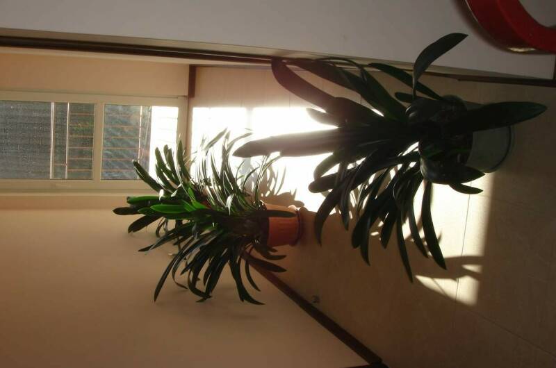 Гостевой дом «Адениум»